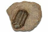 Detailed Reedops Trilobite - Lghaft, Morocco #359489-3